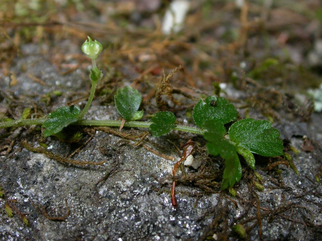Elatostema obtusum