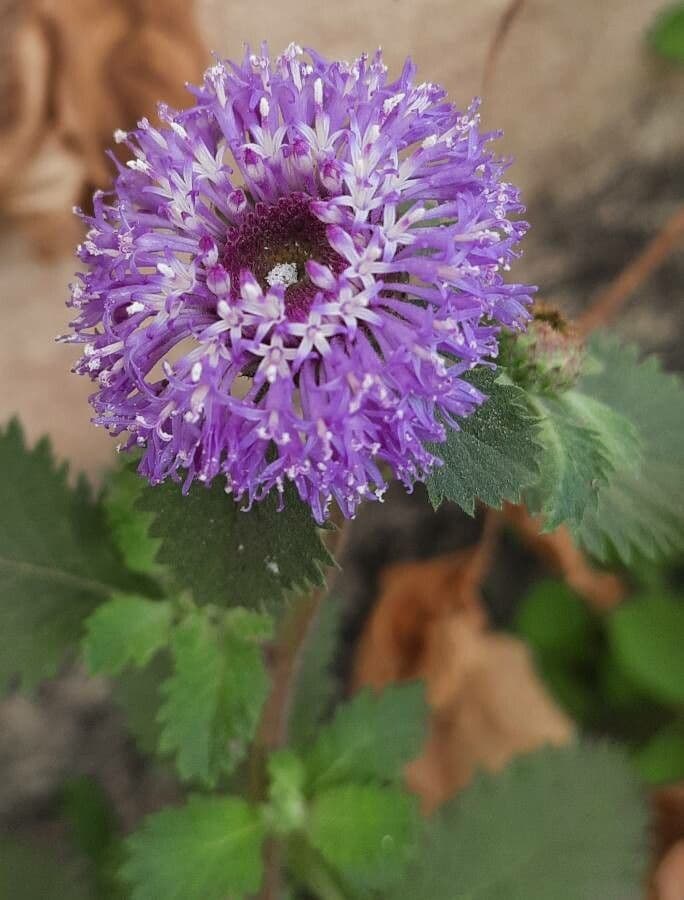 Centratherum punctatum 3