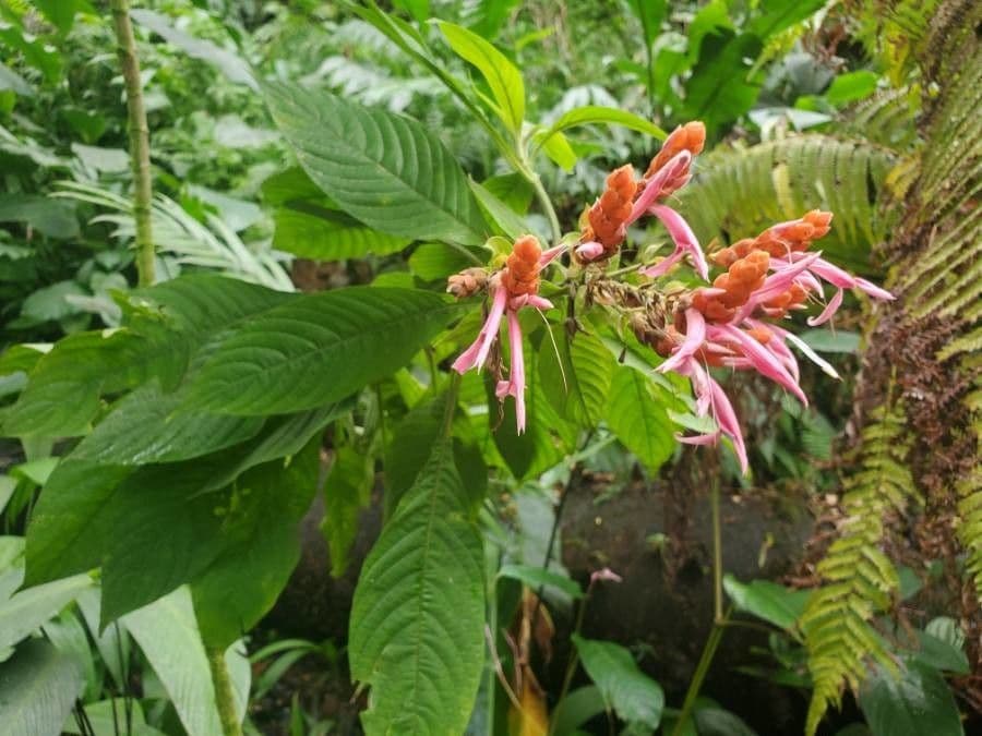 Aphelandra 16