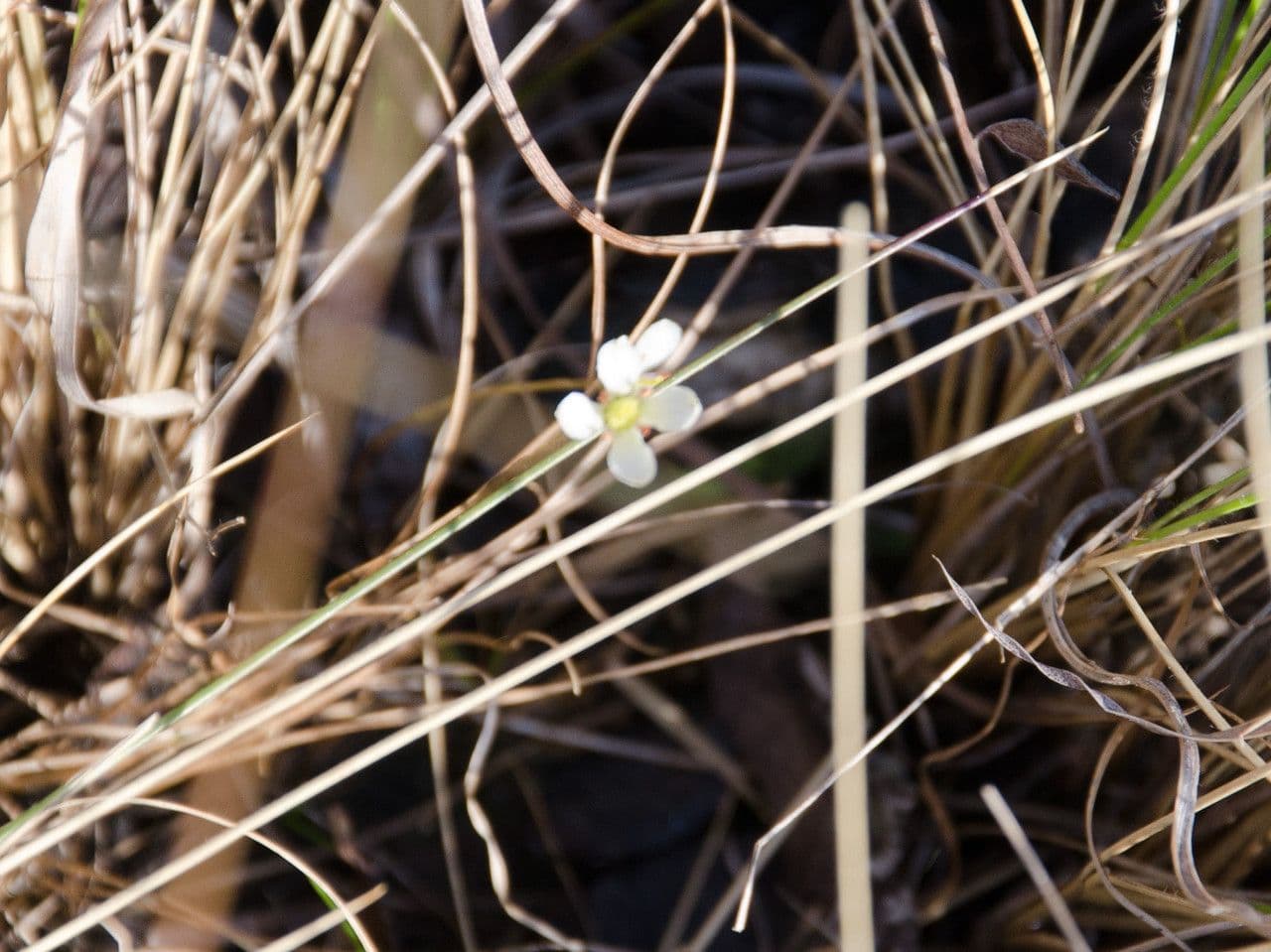 Bartonia primaverile 2