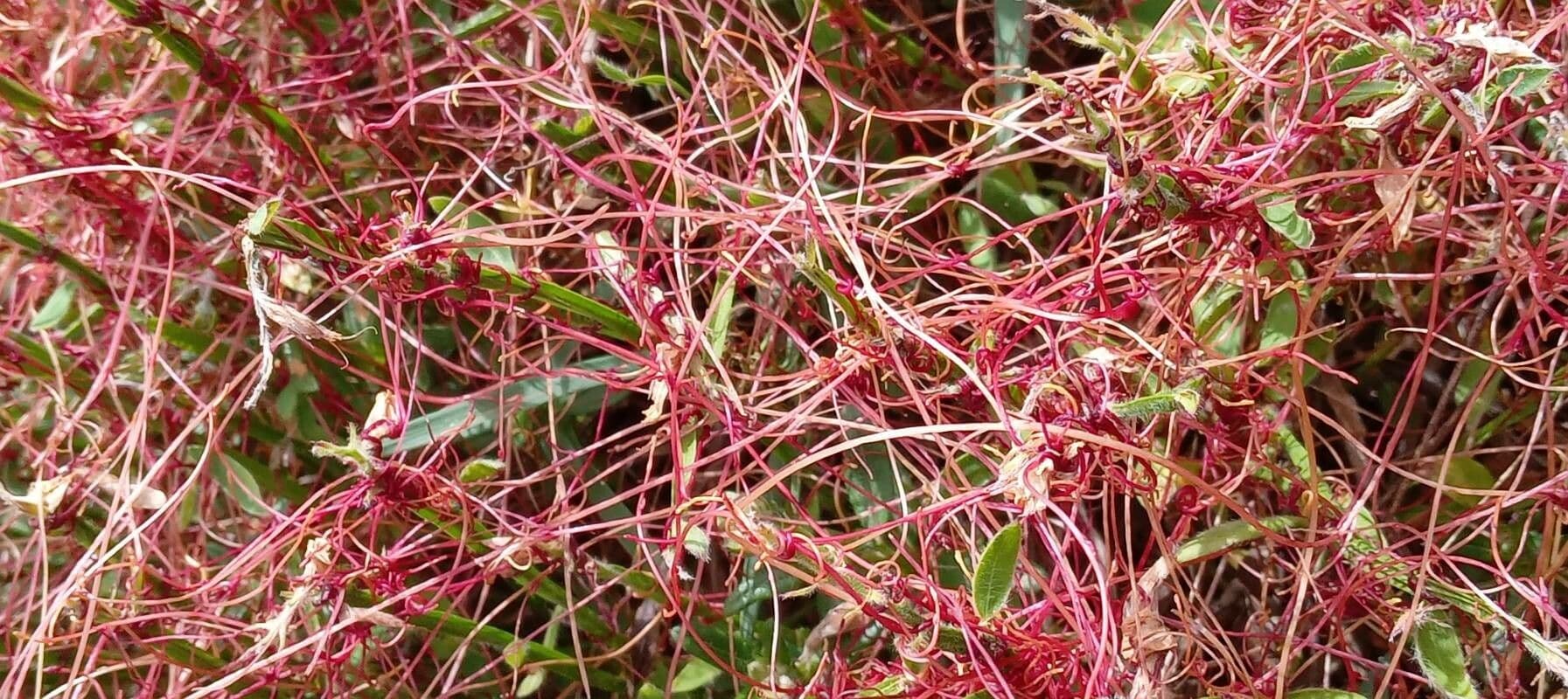 Cuscuta del timo 18