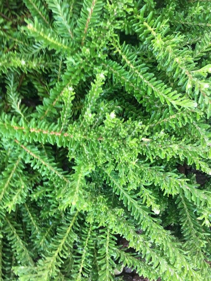 Tsuga diversifolia 5