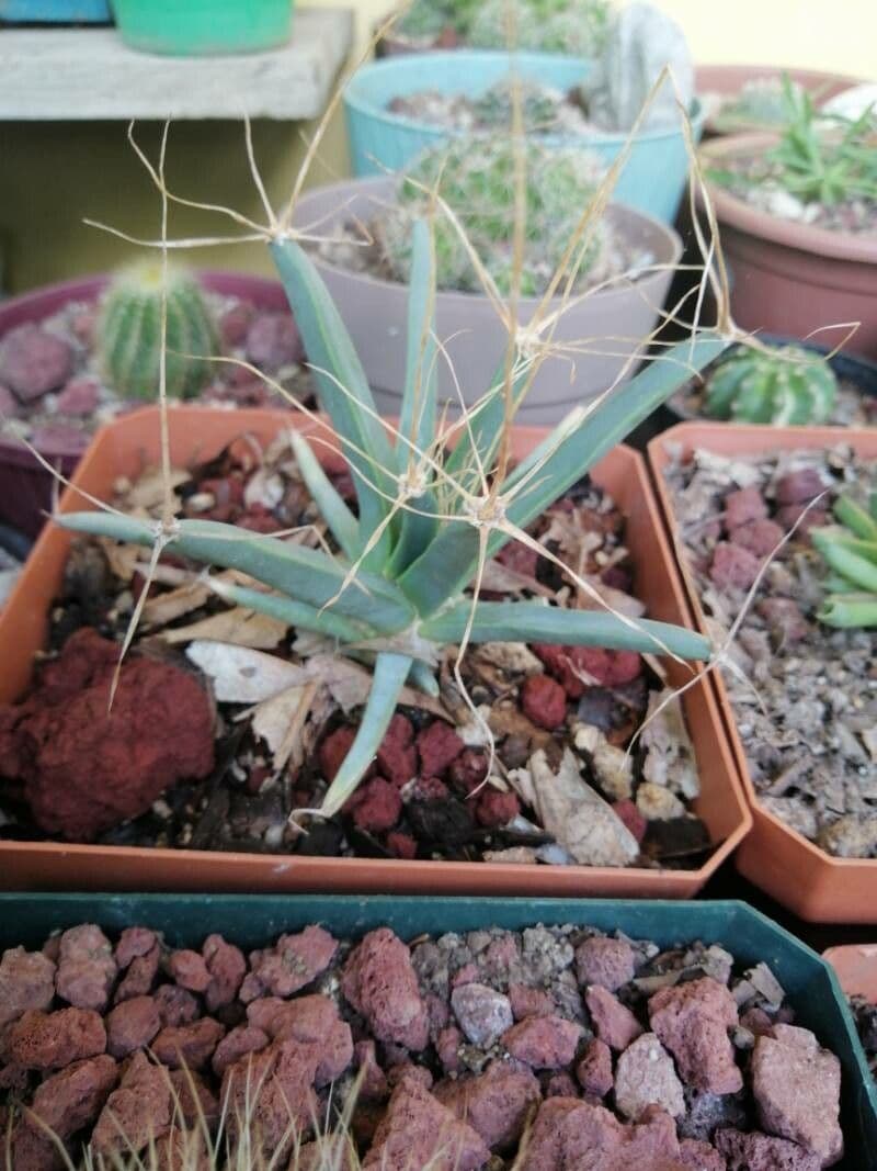 Cactus 9