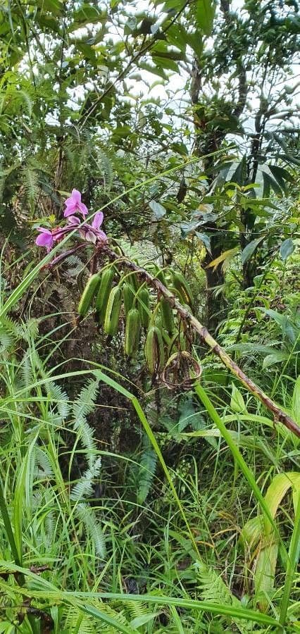 Spathoglottis plicata 4
