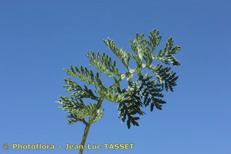 Assenzio nero 12
