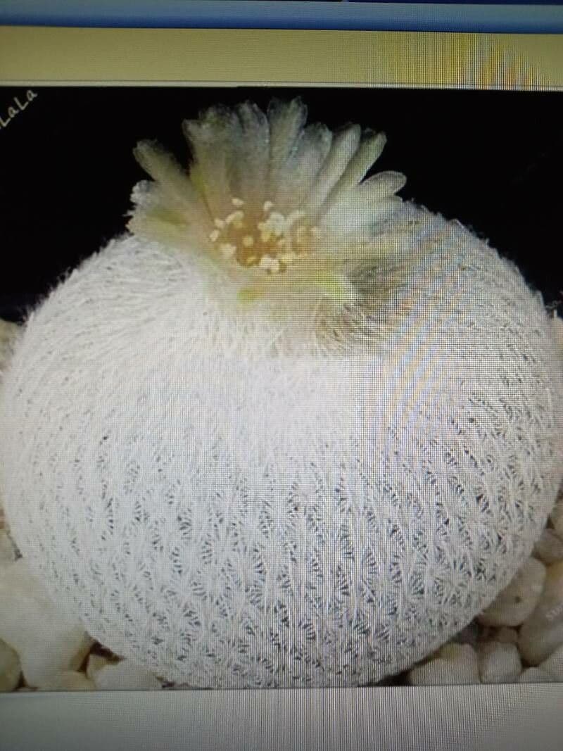 Epithelantha