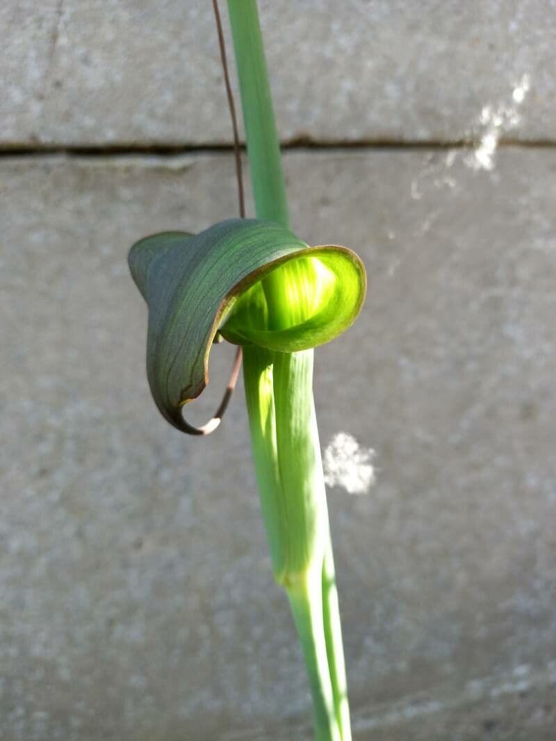 Blutender Aronstab 5