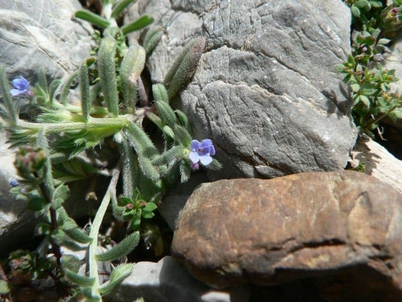 Buglossoides 5