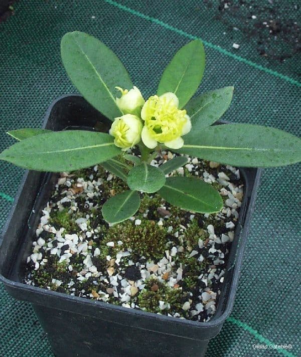 Xanthostemon pubescente 6