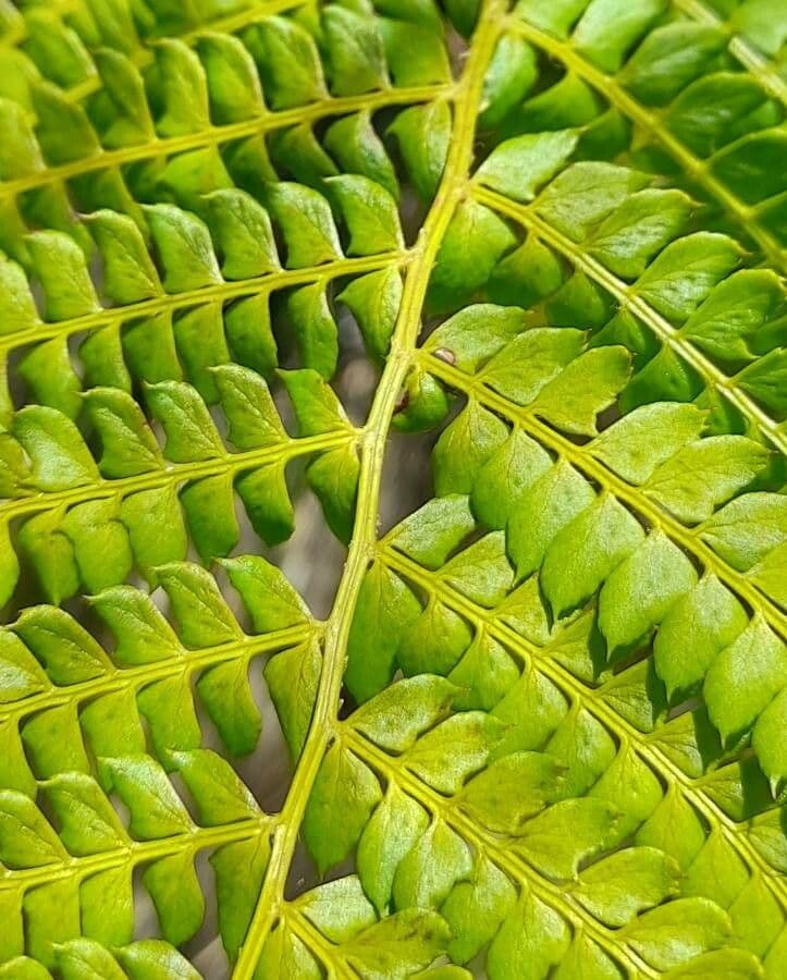 Polystichum 3