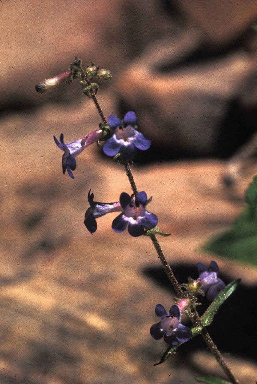 Penstemon basso 6