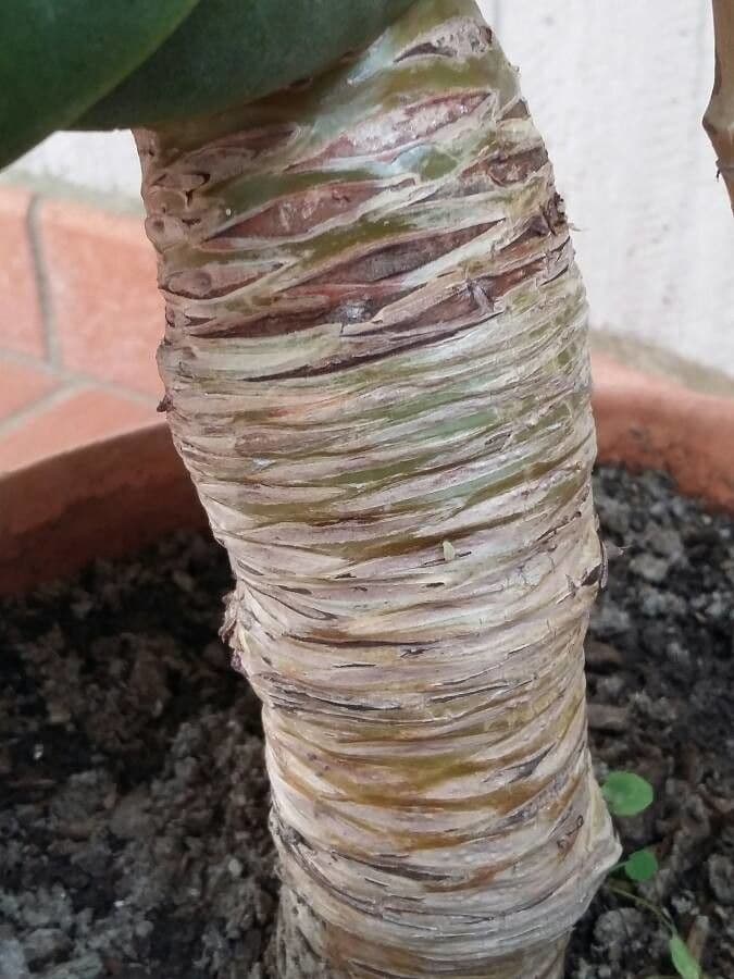 Echeveria secunda 20