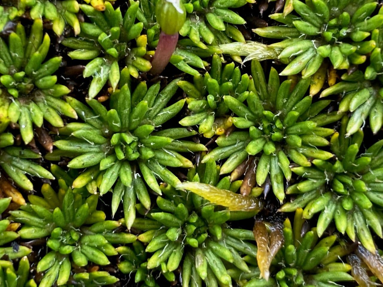Azorella 11