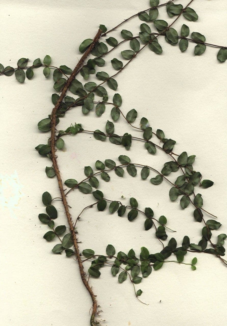 Heidelbeerblättrige Mascagnia 18