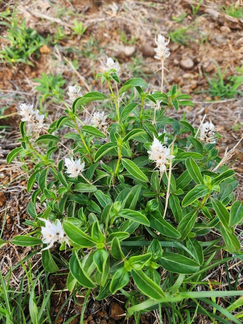 Barleria 3