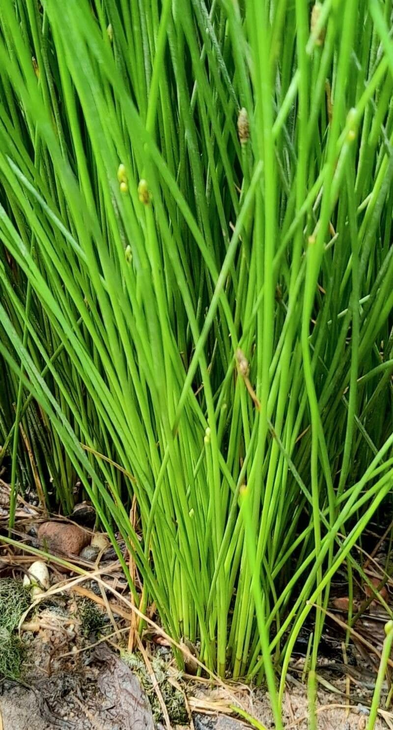 Sedge bonariensis 16