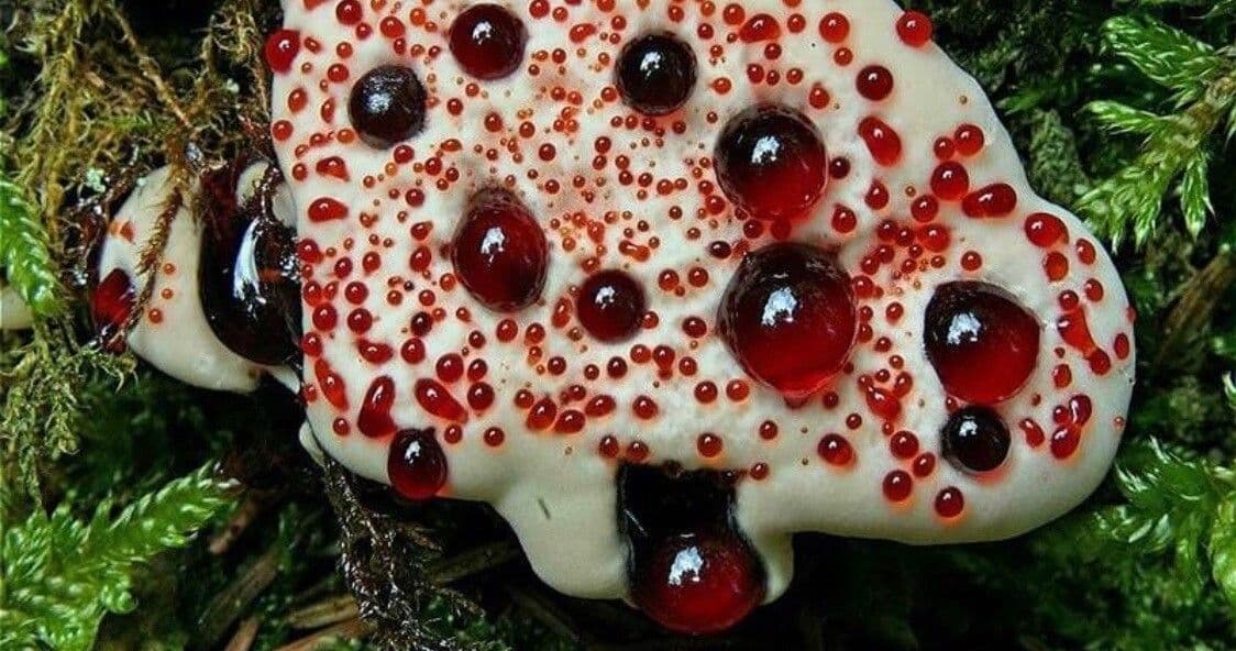 Edithcolea