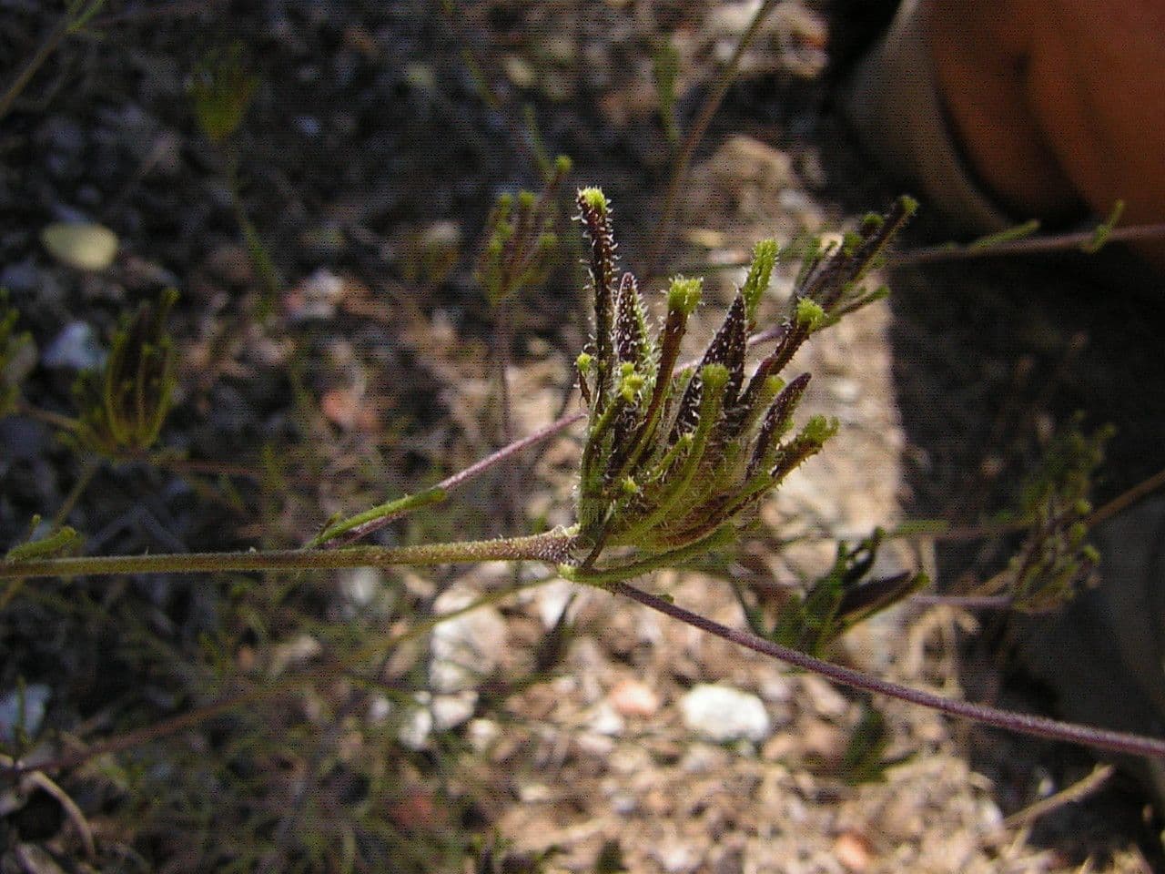 Cordylanthus rigide 8