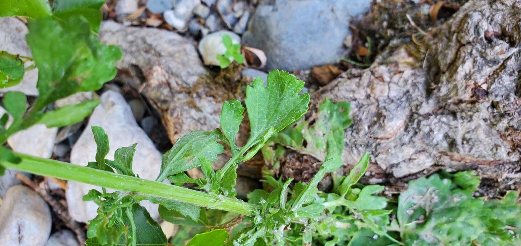 Senecione erratico 15