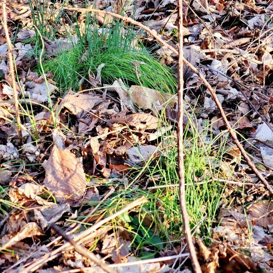 Equiseto fluviatile 19