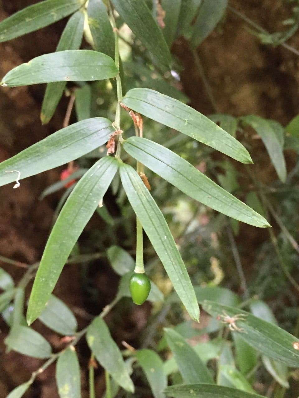 Luzuriaga 15