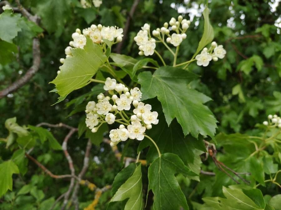 Jarabina brekyňová 7