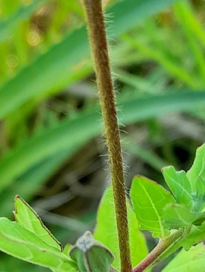 Enagra 22