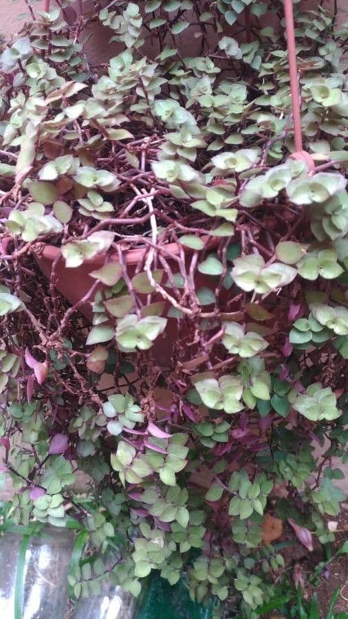 Callisia repens 19