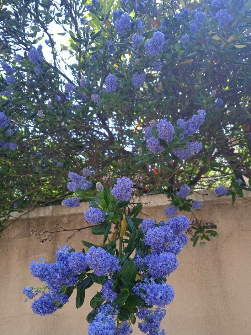 Ceanothus thyrsiflorus 10