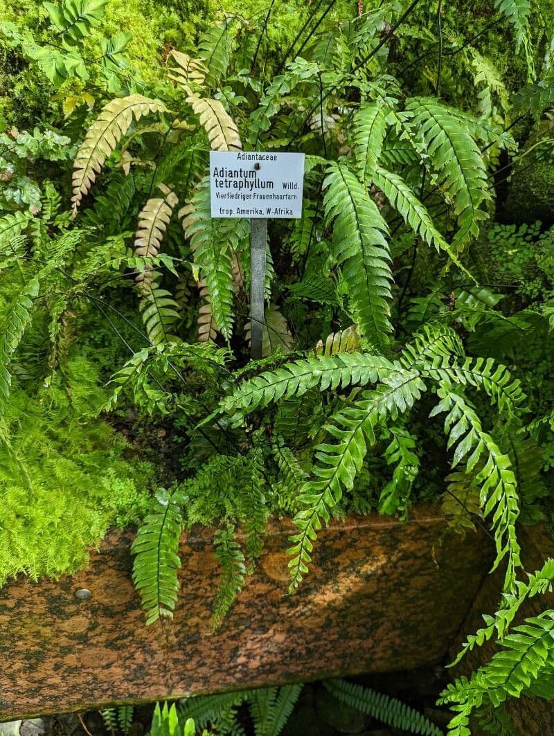 Adiantum štvorlisté 3