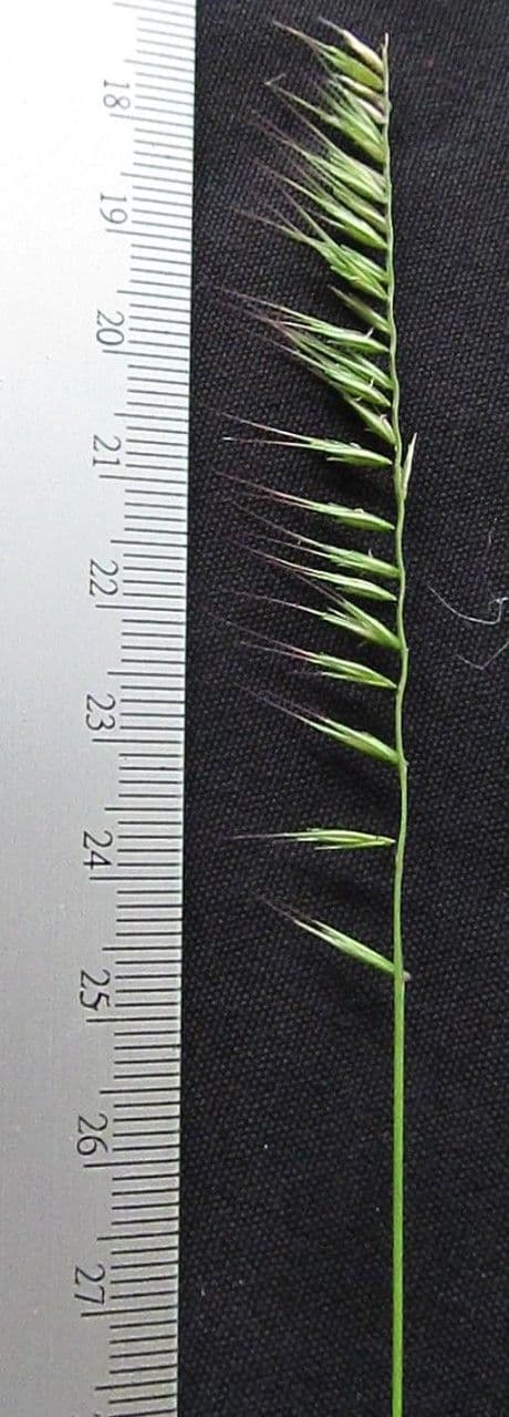 Bouteloua disticha