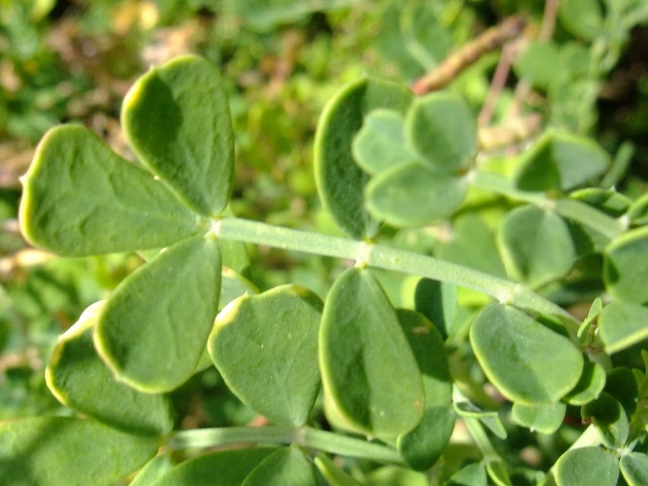 Coronilla coronata 20