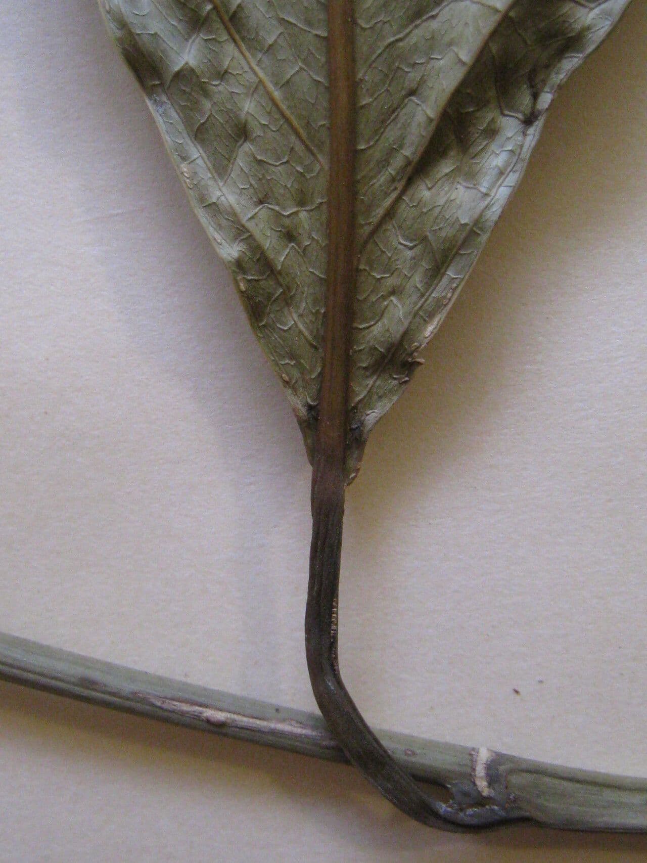 Caryodendron 3