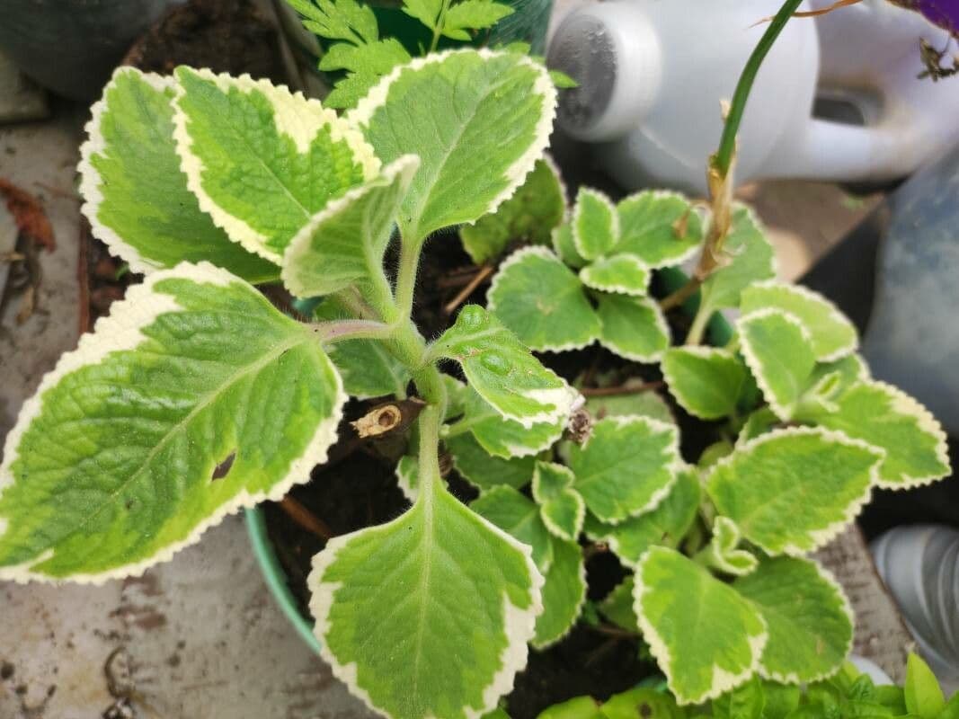 Cuban-oregano 4
