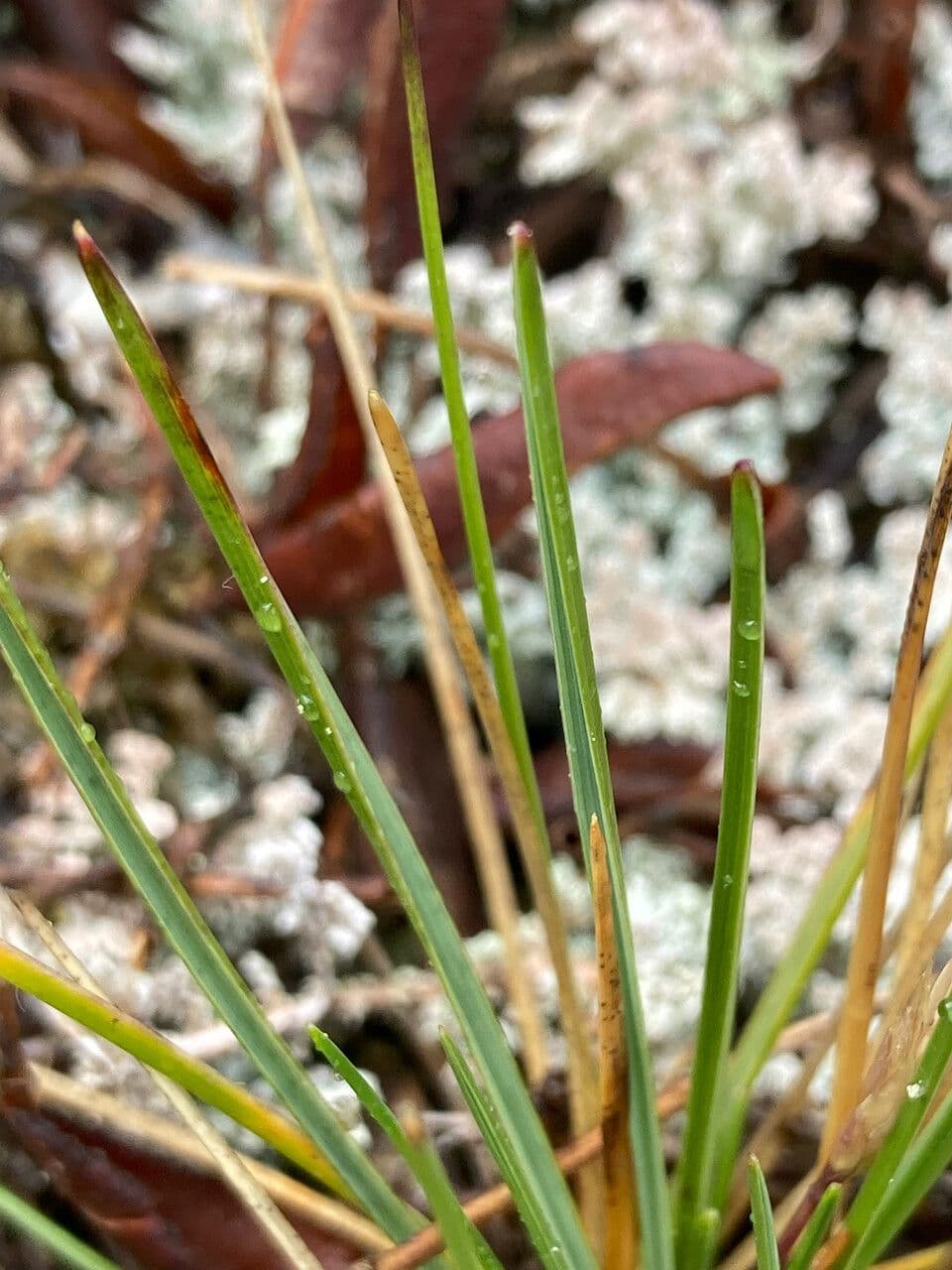 Calamagrostis 6