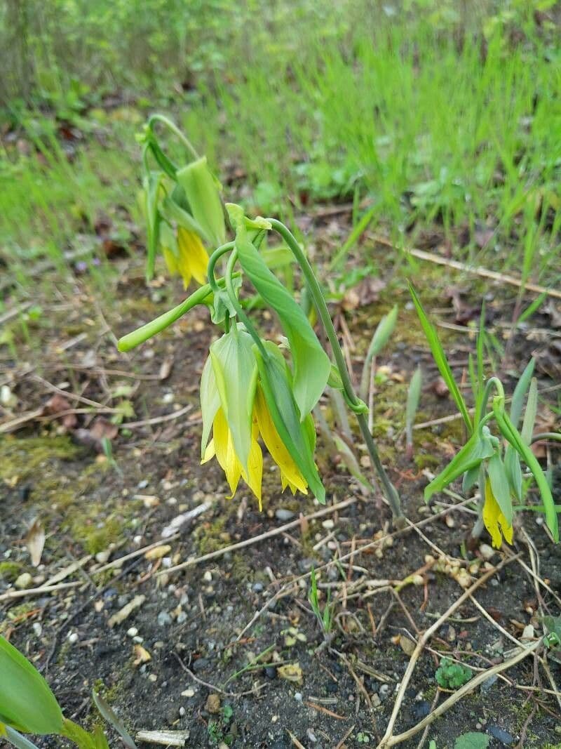 Uvularia grandiflora 5