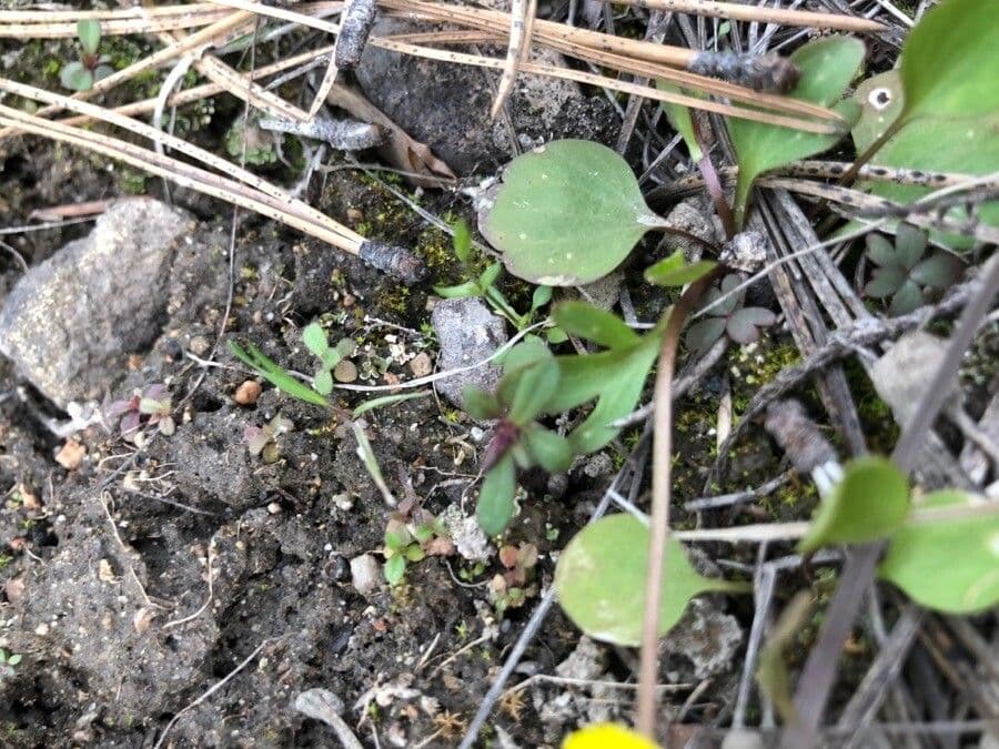 Ranunculus glaberrimus 15