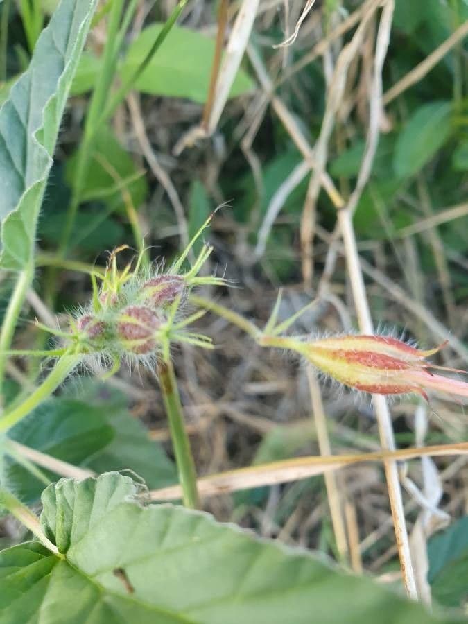 Monsonia 3