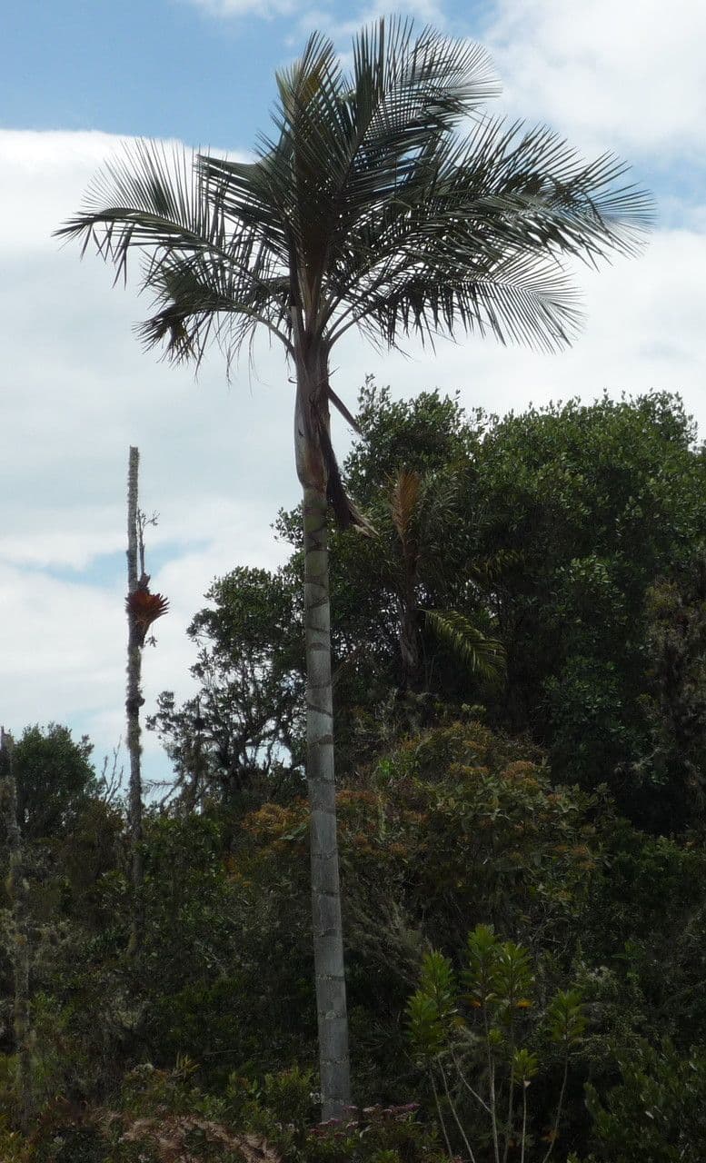 Ceroxylon 3