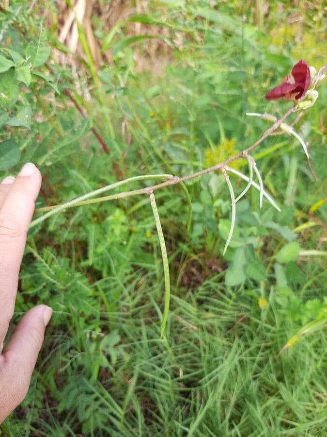 Macroptilium lathyroides 2