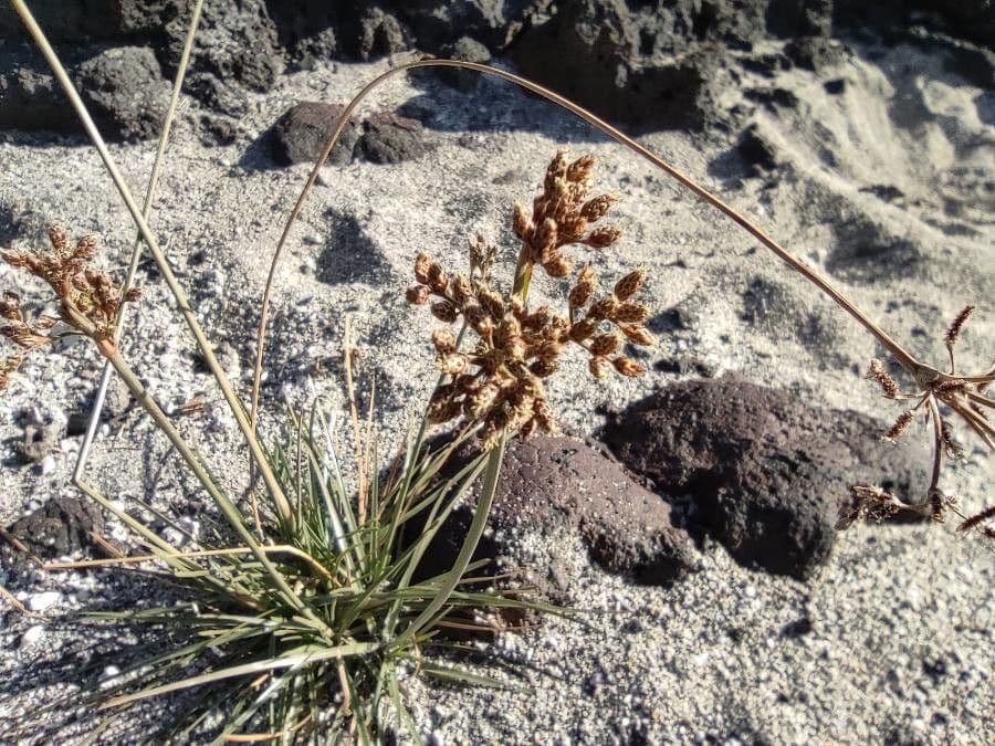 Fimbristylis cymosa 3