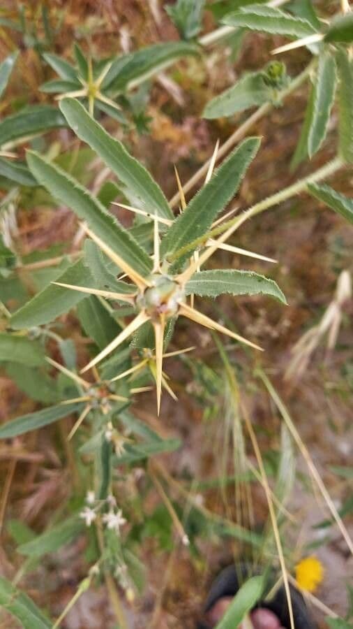 Bluet 7