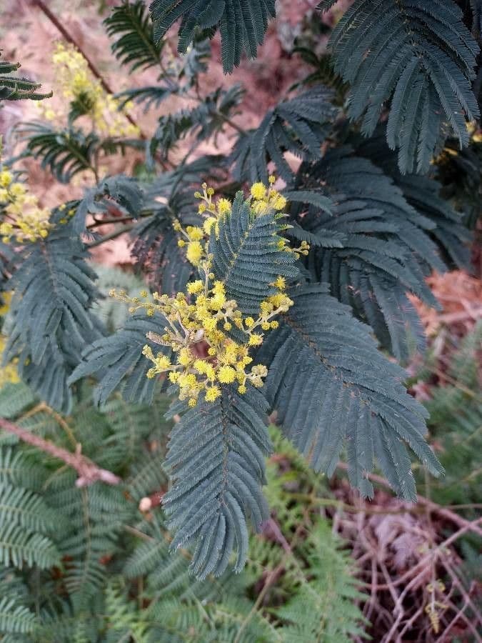 Grüne Wattle 10