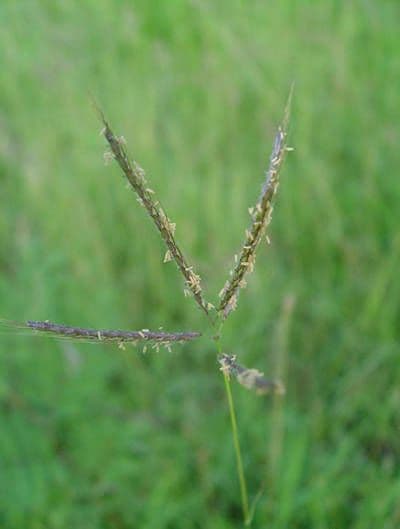 Dichanthium annulatum 3