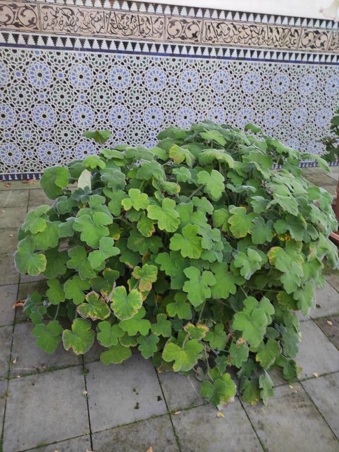 Géranium mentholé 10