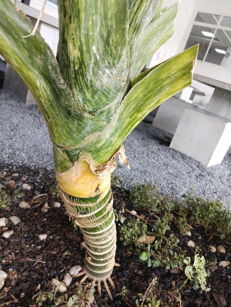 Dieffenbachia 22