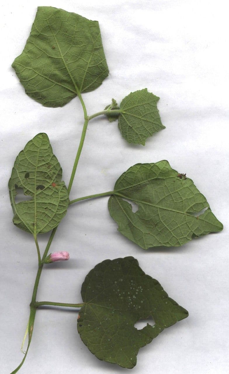 Urena lobata 28