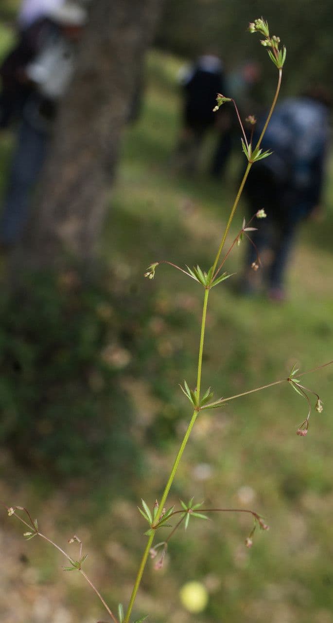 Caglio parigino 14