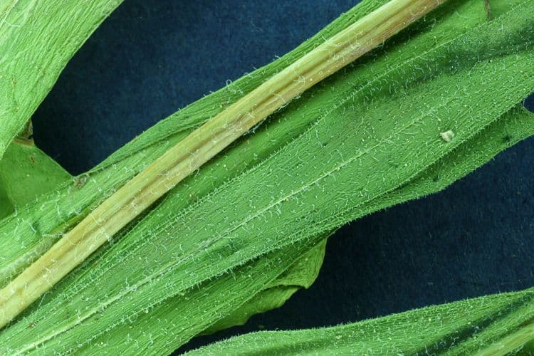 Agoseris annuale 15