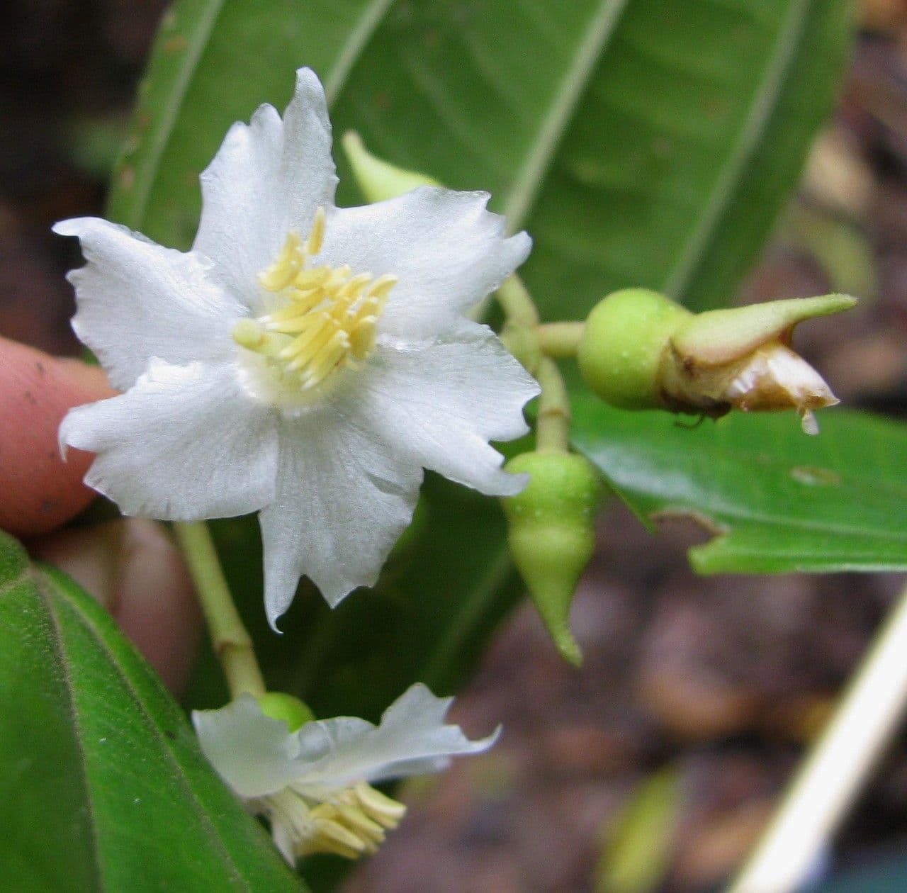 Miconia 3